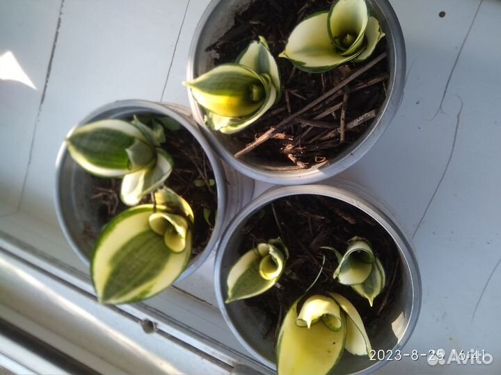 Сансевьерия, хавортия, алоэ