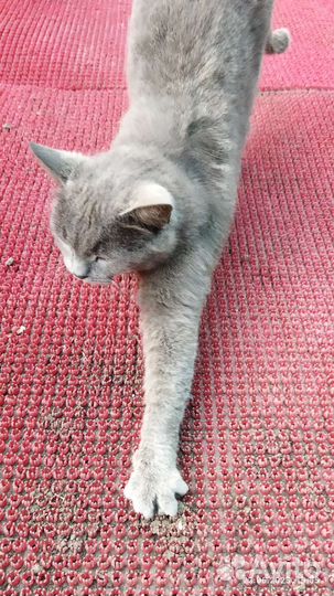 Кошки в добрые руки бесплатно