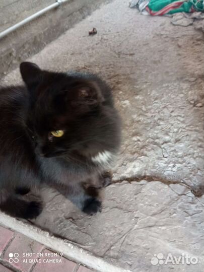 Кошка в дар