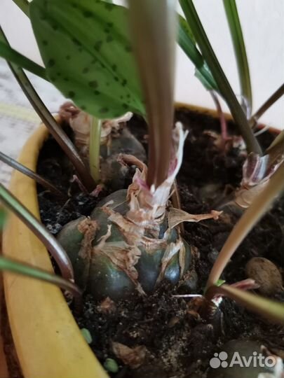 Комнатное растение дримиопсис