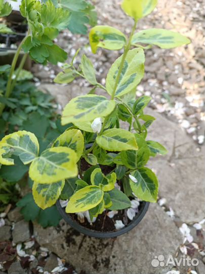 Растения для сада