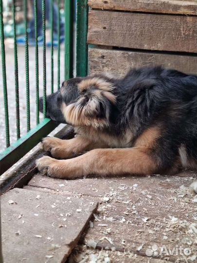 Крупный, добрый щенок скучает в приюте