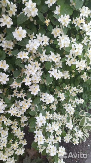 Гортензия саженцы