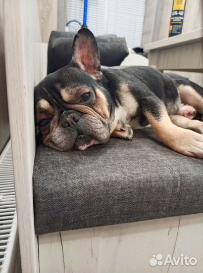 Французский бульдог