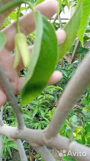 Аннона от рассады до цветущей