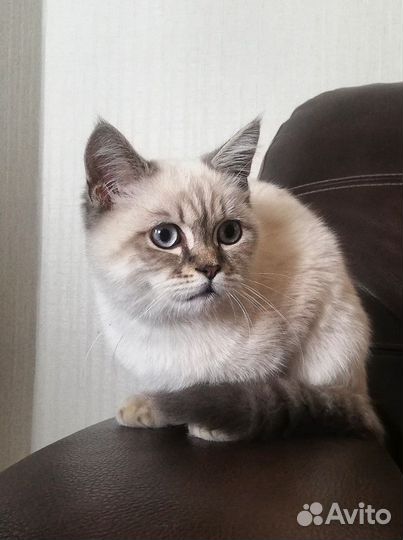 Кот