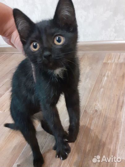 Черный котенок