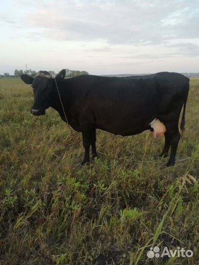 Корова стельная