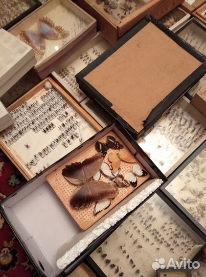 Огромная коллекция бабочек, жуков, насекомых