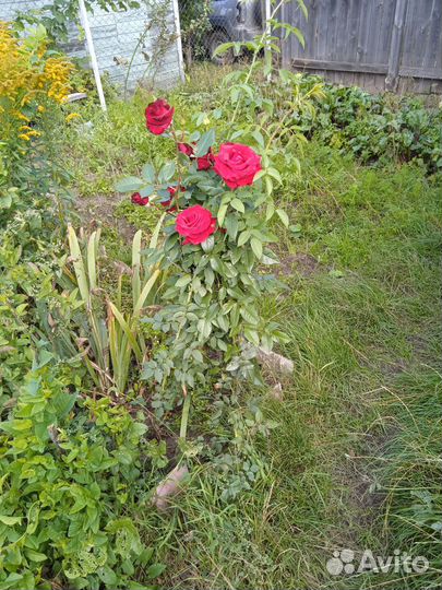 Бардовые розы с куста