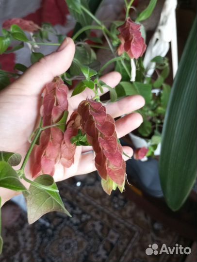 Хлорофитум,Толстянка,Белопероне,Традесканция,Плющ