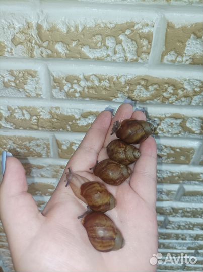 Улитка архахатина