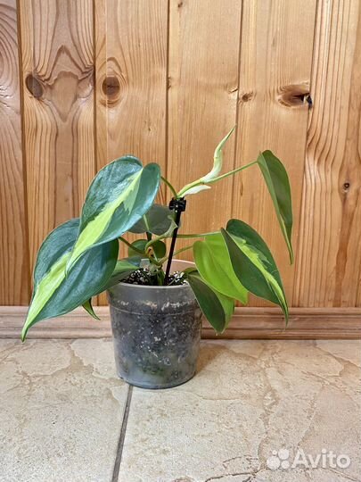 Филодендрон бразил
