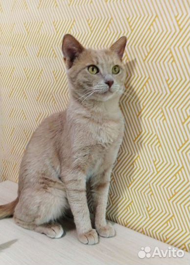 Султан мечтает о доме