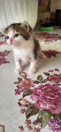 Отдам в очень добрые руки милых пушистиков