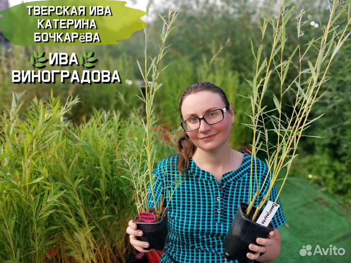 Саженцы сортовой ивы Виноградова для плетения