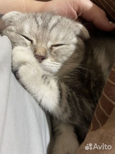 Шатланская вислоухая кошка