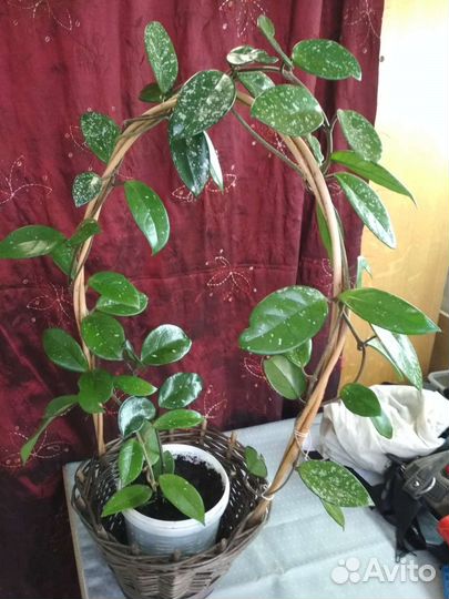 Якобиния розовая, хоя