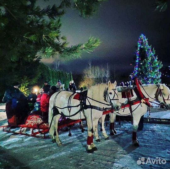 Прокат лошадей-обучение