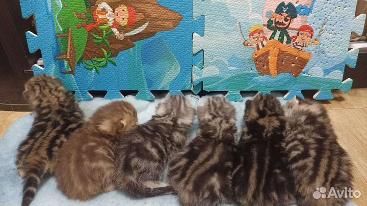 Шотландский кот вязка