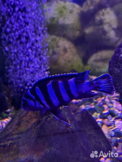 Продаю цихлид собственного разведения