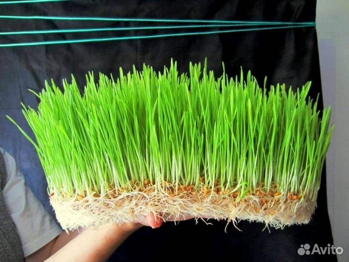 Трава для кошек