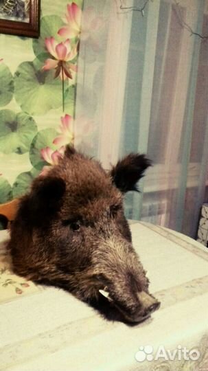 Чучело головы кабан-секач