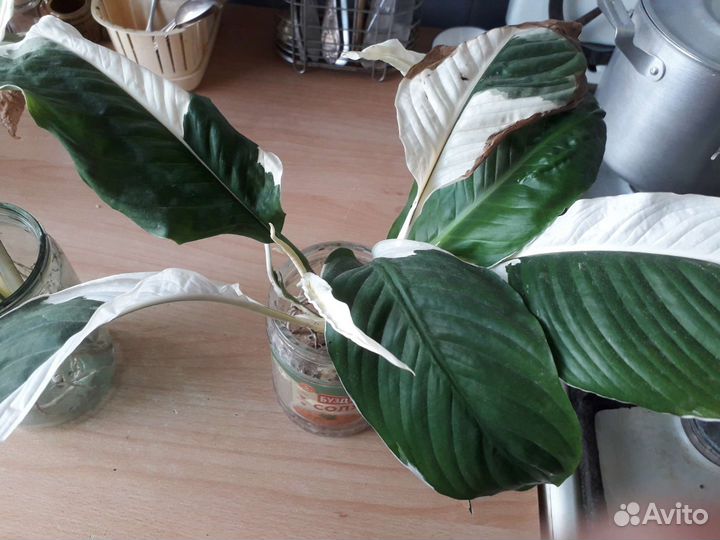 Спатифиллум Пикассо