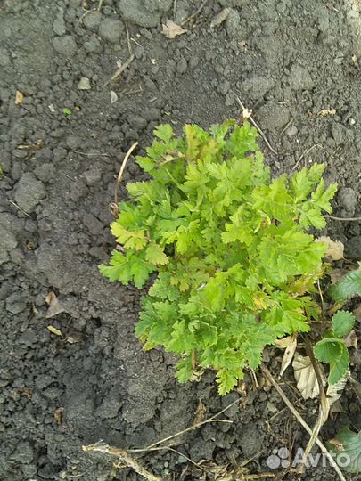 Саженцы цветов малины и крыжовника