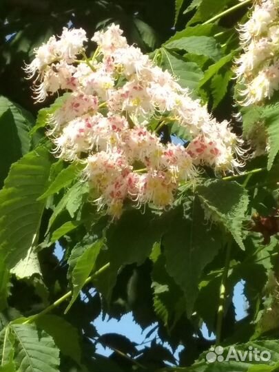 Саженцы каштана конского