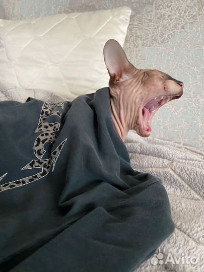 Сфинкс в добрые руки