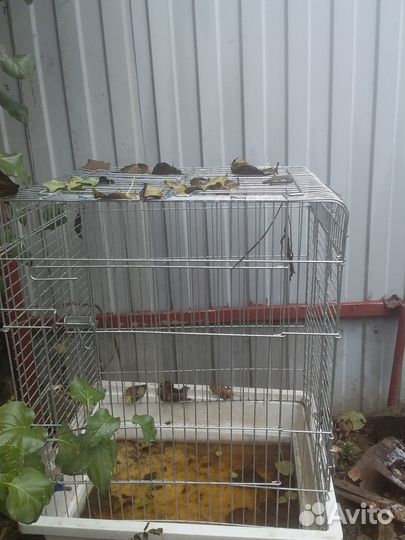 Большая клетка