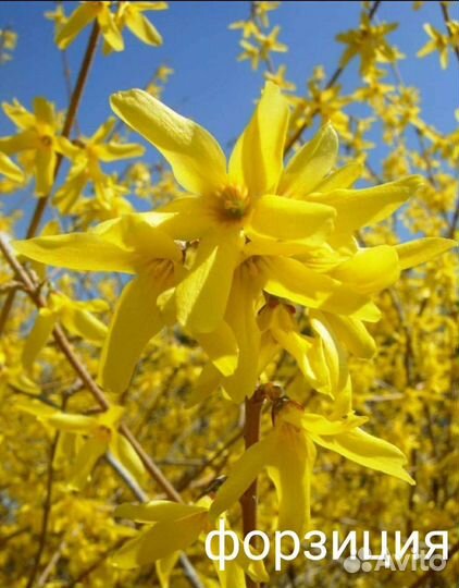 Декоративные кустарники #1