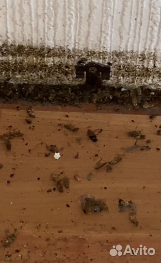 Уничтожение клопов,тараканов