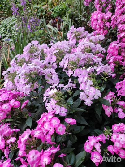 Дендробиум