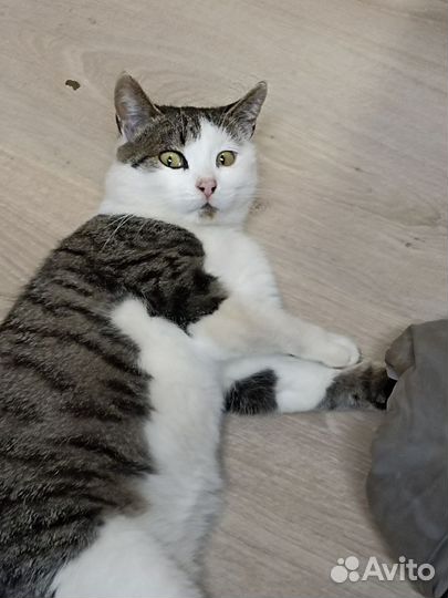 Кот