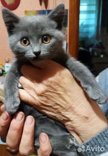 Котенок 2 месяца девочка