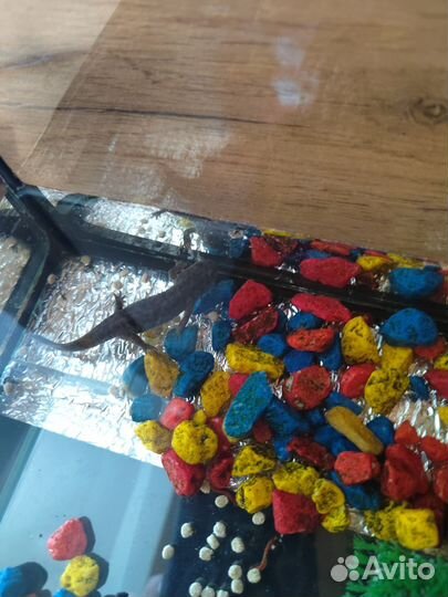 Тритоны игольчатые