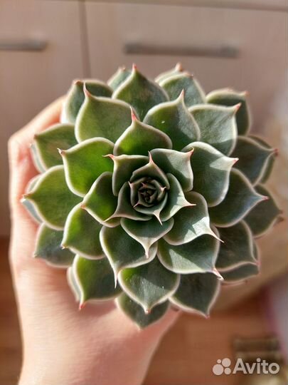 Суккуленты 2