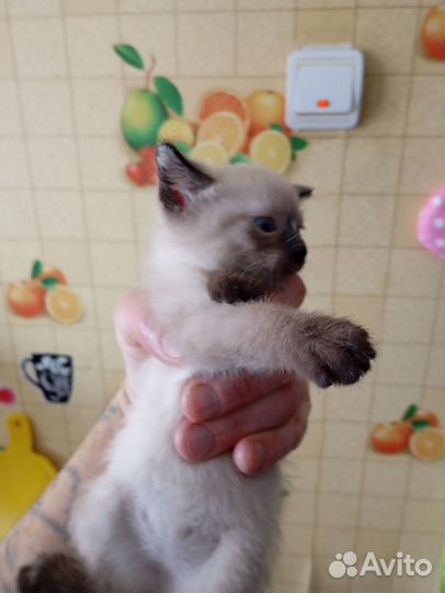 Весёлые котята