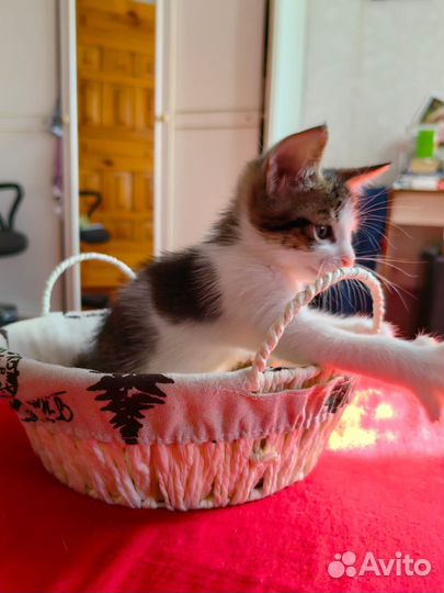 Котятки мальчики :)