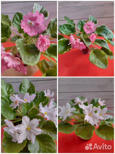 Фиалка цветущие розеточки