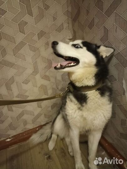 Собака Хаски