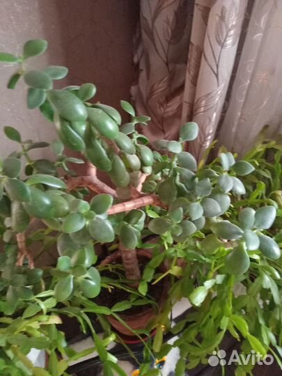 Комнатные цветы