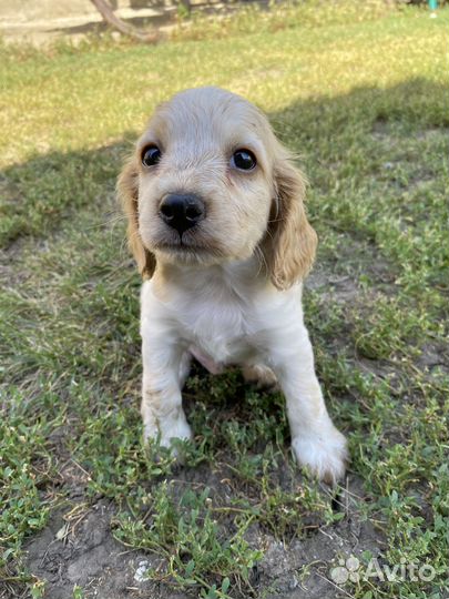 Щенки русского спаниеля