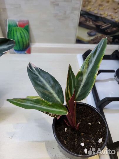 Строманта триколор