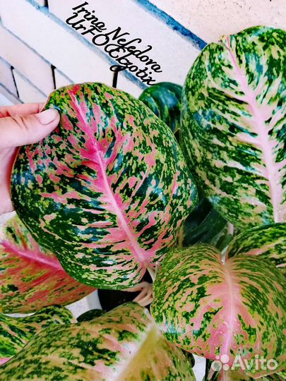 Аглаонема Maha chok(домашний гигант)