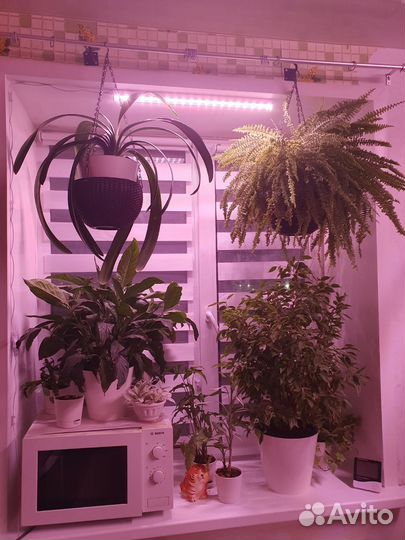 Кливия оранжевая