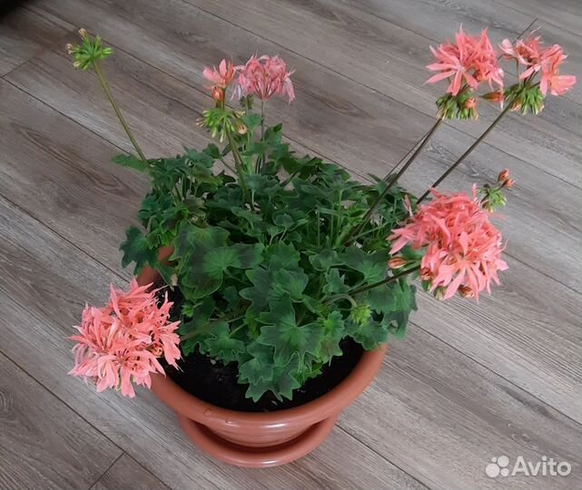 Пеларгония герань