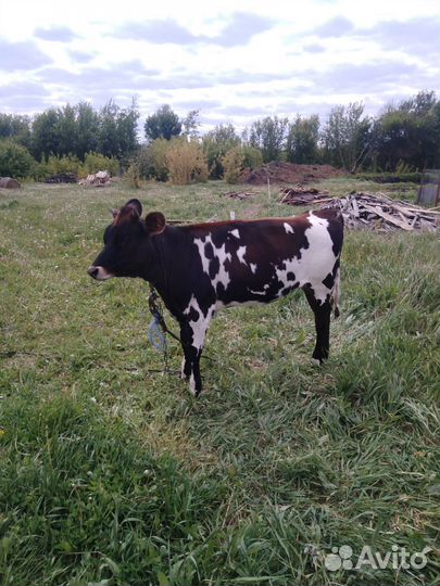 Тёлка 10 месяцев